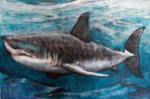 Painting of a great white shark entitled Just Cruising
